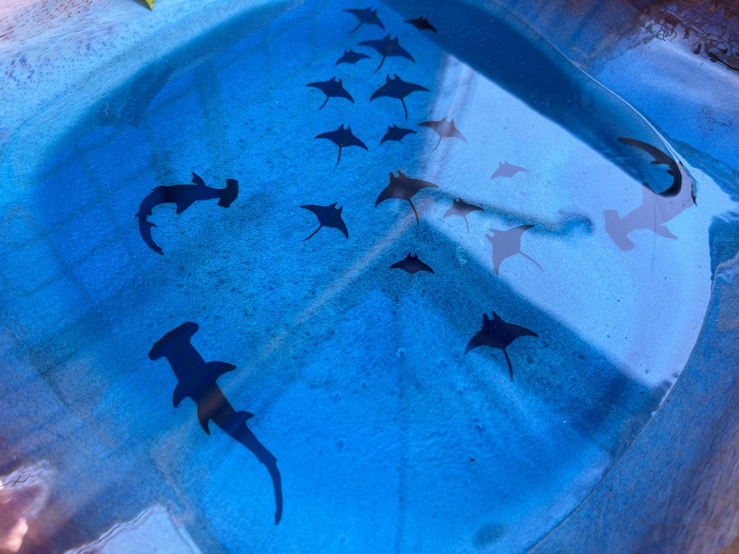 Hammerheads Hunting Salad Bowl